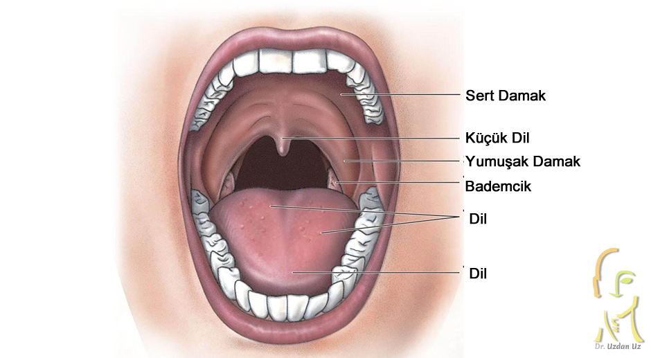 Oral kavite